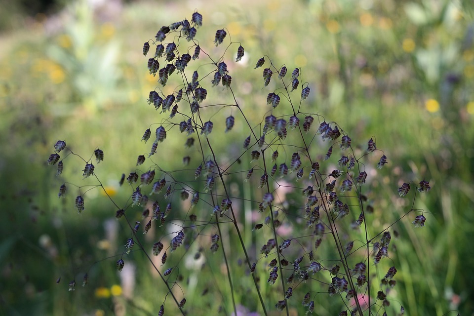 siergrassen die geschikt zijn tussen inheemse planten.